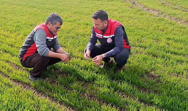 Tomarza'da zirai don uyarısı sonrası saha kontrolleri devam ediyor
