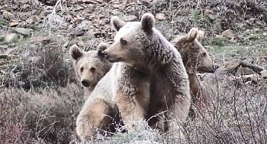 Tunceli'de anne ayı ve yavruları görüntülendi