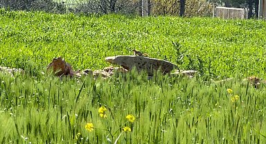 Türkiye'de nesli tehlike altında olan 'kızıl sincap' çağla yerken görüntülendi