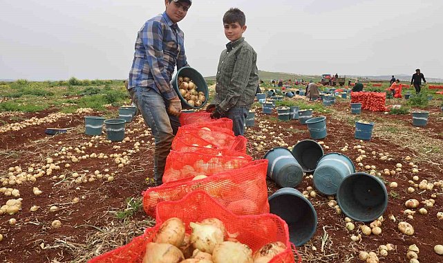 Türkiye'nin Suriye sınırında bereketli soğan hasadı