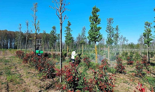 Üretim fidanlığında bitkiler hastalıklara karşı korumaya alındı