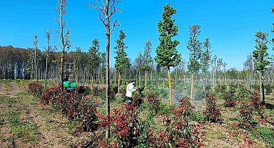 Üretim fidanlığında bitkiler hastalıklara karşı korumaya alındı