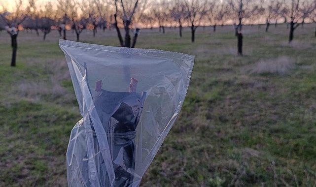 Uşak'ta badem üreticilerine don uyarısı
