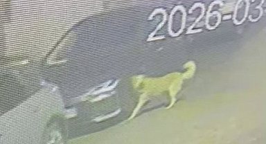 Üsküdar'da sokak köpekleri paniğe neden oldu: Başıboş sürünün bir araca zarar verdiği anlar kamerada