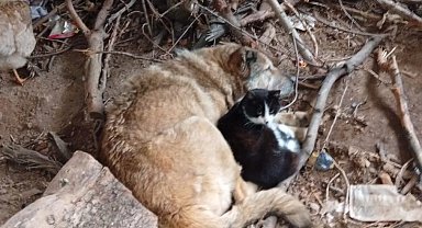 Üşüyen kedi ile köpek birbirine sığındı