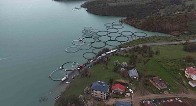 Uzunçayır Baraj Gölü'nde bir ilk: 1 buçuk milyon yavru alabalık su ile buluştu