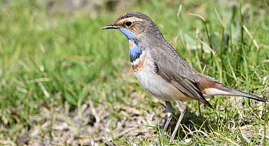 Van Gölü havzası göçmen kuşlarla renklendi