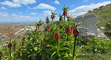 Van'da açan ters laleler göz kamaştırıyor