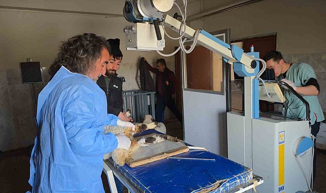 Van'da deprem sonrası enkaz altından yaralı çıkarılan kuzular tedavi altına alındı