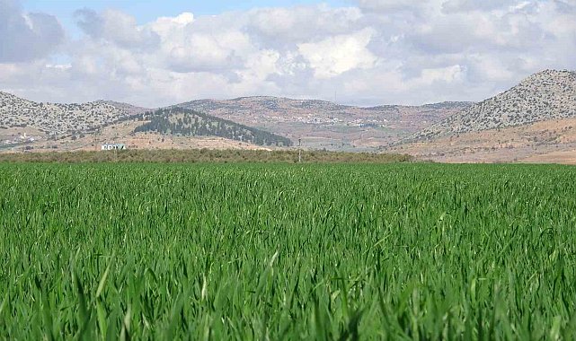 Yağışlar buğday üreticisinin yüzünü güldürdü