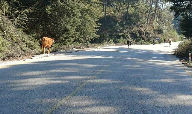 Yem fiyatları arttı, salma besicilik yeniden değer kazandı