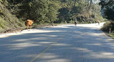 Yem fiyatları arttı, salma besicilik yeniden değer kazandı