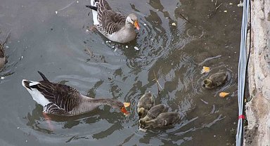 Yeşilırmak Nehri'nin maskotu kaz yavruları beslenme saatinde