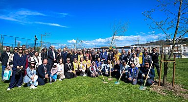 Yetişkin ağaçlar toprakla buluştu