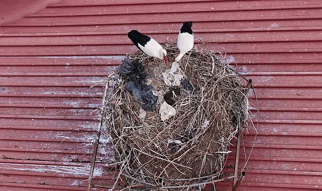 Yıllardır süren gelenek bozulmadı, Sivas'ın 'Leylekli okulu' misafirlerine kavuştu
