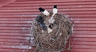 Yıllardır süren gelenek bozulmadı, Sivas'ın 'Leylekli okulu' misafirlerine kavuştu