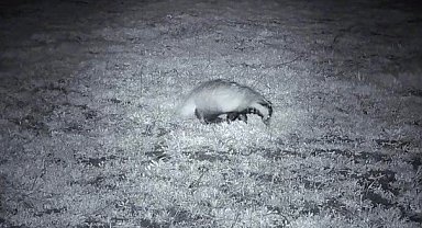 Yiyecek arayışındaki porsuk Ganos Dağları'nda görüntülendi