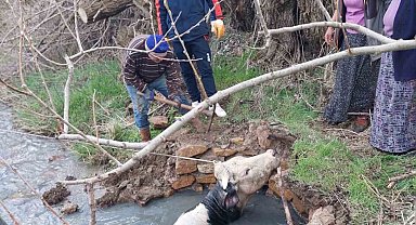 Yozgat'ta kuyuya düşen büyükbaş, AFAD ekiplerince kurtarıldı