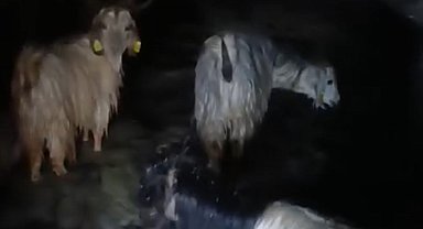 Yüksekova'da ahırları su bastı: Mahsur kalan hayvanlar kurtarıldı