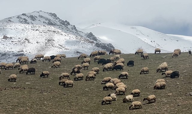 Yüksekova'da küçükbaş hayvanlar meraya çıktı