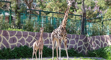 Zürafanın yavrusu yetim doğdu