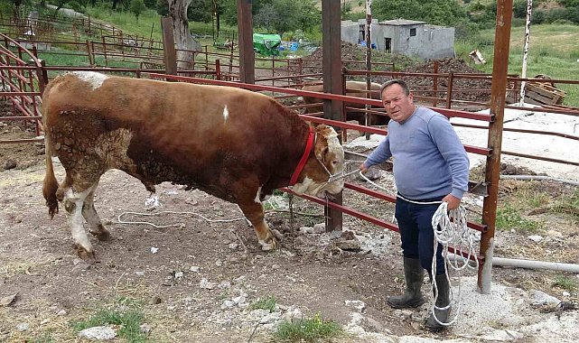 1 tonluk 'Paşaköy Efesi' 420 bin TL'den alıcısını bekliyor