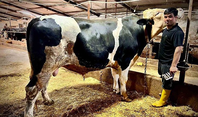 1.2 tonluk dev 'Paşa' 650 bin liraya alıcısını buldu