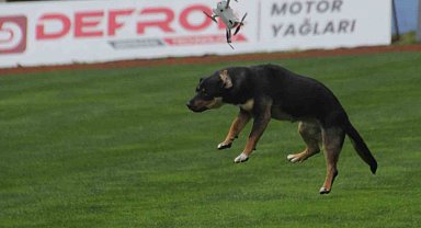 19 Mayıs kutlamalarında tehlikeli anlar: Stada giren başıboş köpek, dronu böyle düşürdü
