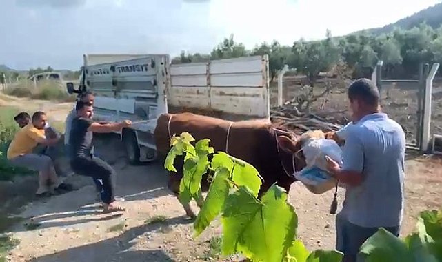 6 kişinin zapt edemediği boğa bir tekmeyle böyle yere serdi