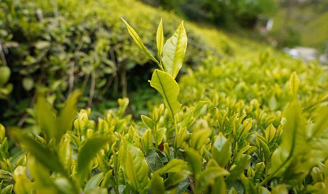 Açıklanan yaş çay taban fiyatı Rizelileri sevindirdi