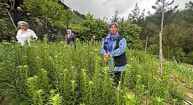 Adana'da 'Ak Zambak'la kadın üretimi ve istihdama katkı