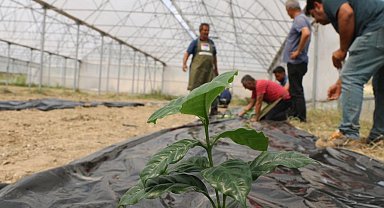 Adana'da kahve üretimi için ilk fidan toprakla buluştu