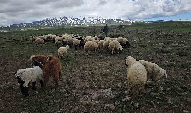 Adilcevaz'da sürüler yaylaya çıktı