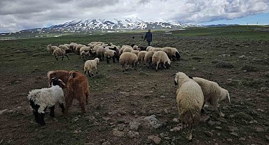 Adilcevaz'da sürüler yaylaya çıktı
