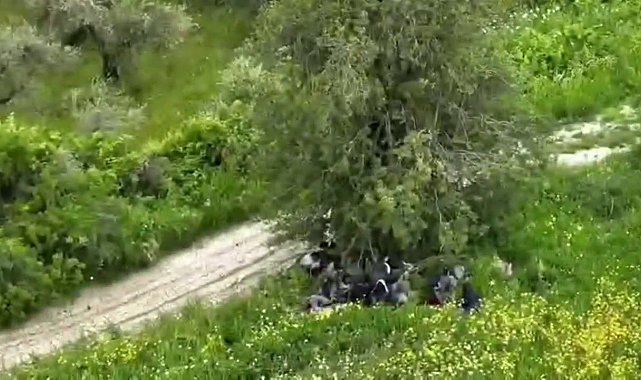 Ağaç altında gizlenmeye çalışan göçmenler dronla yakalandı