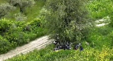 Ağaç altında gizlenmeye çalışan göçmenler dronla yakalandı