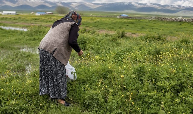 Ağrı'da asırlık gelenek: Şifalı otlar kış sofraları için hazırlanıyor