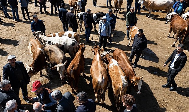 Ağrı'da kurban pazarı hareketlendi, sevkiyatlar arttı