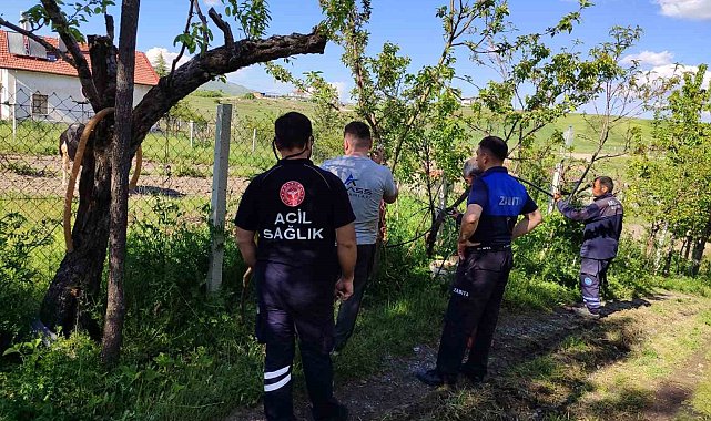 Akyurt'ta kaçan kurbanlık dana yakalandı