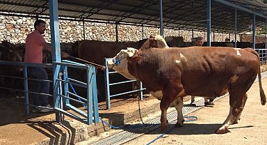 Alanya'da kurban pazarının gözdesi 1 ton 200 kilogramlık dana 450 bin TL'ye alıcı buldu