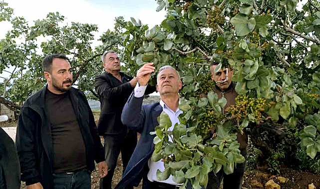 Altun, dolu yağışlarının ardından fıstık bahçelerini gezdi