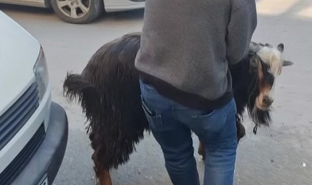 Amasya'da kurbanlık keçi kaçtı, vatandaşlar kovaladı