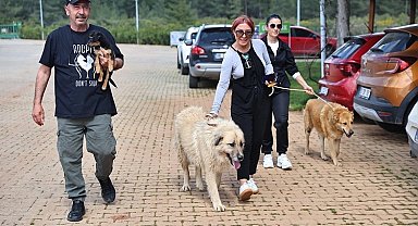 Antalya Büyükşehir Bakımevi'nde can dostlar sıcak yuvalarına kavuşuyor