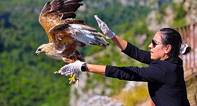 Antalya'da kızıl şahin yeniden kanatlandı
