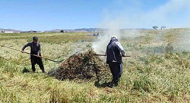 Araban Ovası'nda firik ütümü sezonu başladı