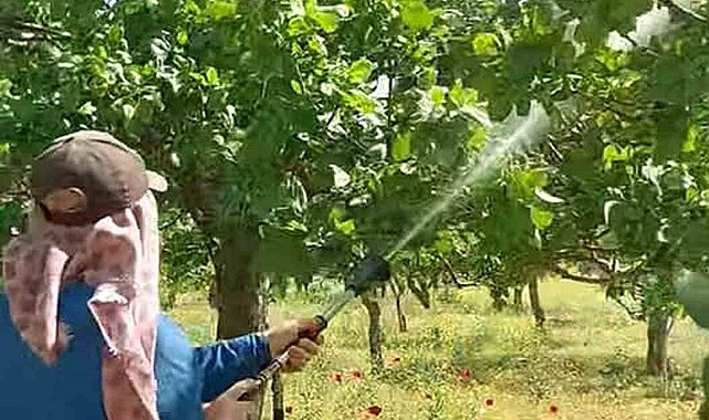 Araban'da Antepfıstığı üreticileri hastalıklar ve zararlılarla mücadele başlattı
