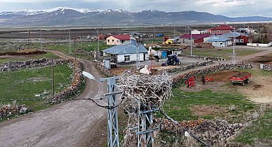 Ardahan'ın Ağzıpek köyü leyleklerin uğrak noktası oldu