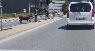 Arnavutköy'de kaçan kurbanlığın ortalığı birbirine kattığı anlar kamerada