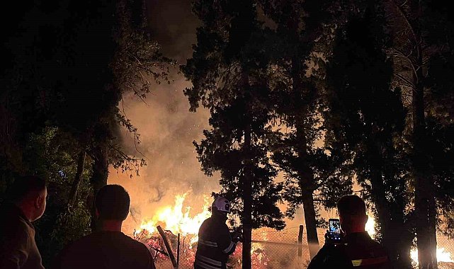 Arsuz'da ağaçlık alan alevlere teslim oldu