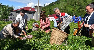 Artvin'de geleneksel çay hasadı başladı